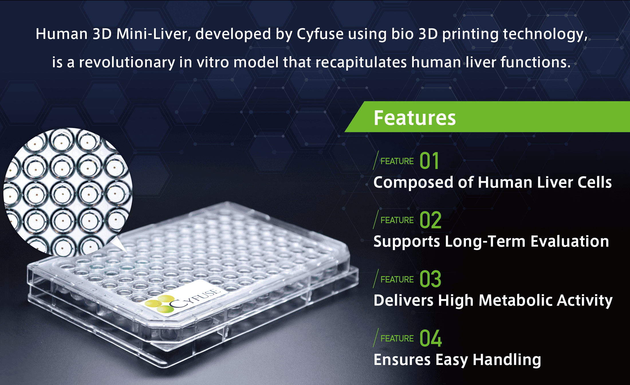 Human 3D Mini-Liver